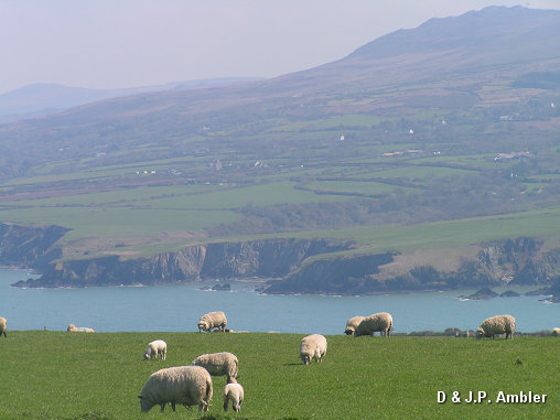 Dinas Island FG29