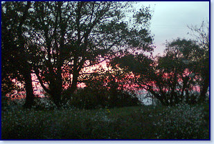 sunset trees 2