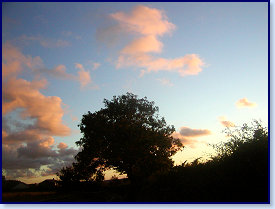 sunset trees 1