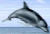 dolphin pic