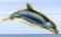 dolphin pic