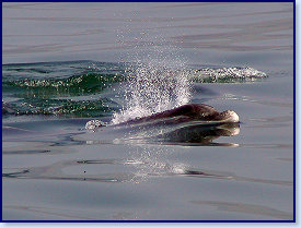 Dolphins 1