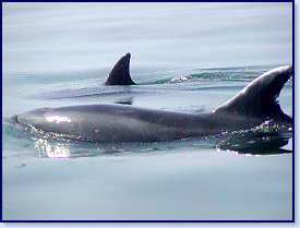 Dolphins 2