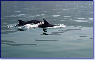 Dolphins 3