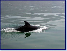Dolphins 5