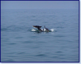 Dolphins 6