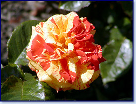 P6300091