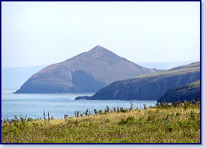 Mwnt