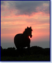 sunset horse