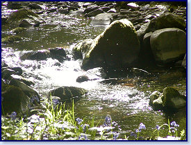 sunlit stream