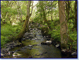 woodland stream