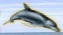 dolphin pic