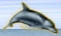 dolphin pic