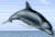 dolphin pic