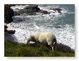 sheep grazing