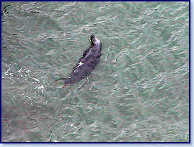 Cliff view Seals 1