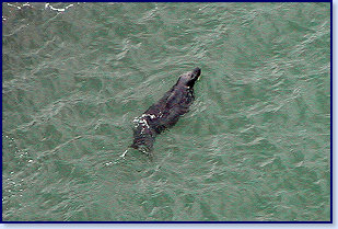 Cliff view Seals 2