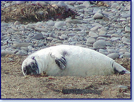 Cwmtydu Seal pups 1a