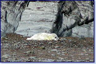 Cwmtydu Seal pups 0