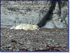 Cwmtydu Seal pups 1