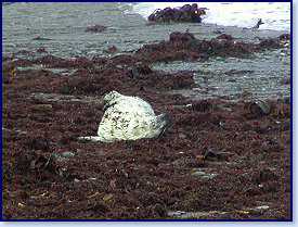 Cwmtydu Seal pups 6