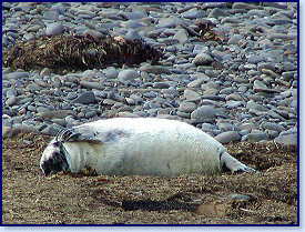 Cwmtydu Seal pups 3