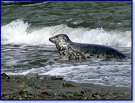 Cwmtydu Seals 1