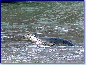 Cwmtydu Seals 0