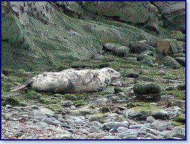 Cwmtydu Seals 2