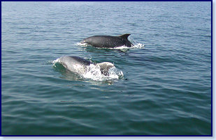 Dolphins 10