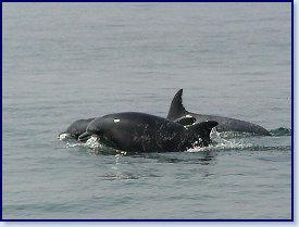 Dolphins 11