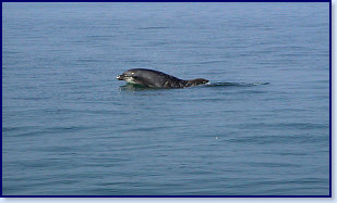 Dolphins 7