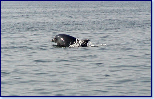 Dolphins 8