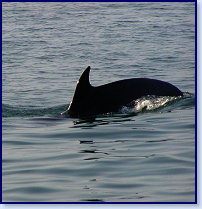 Dolphins 9