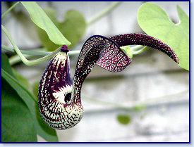 P6300040