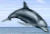 dolphin pic
