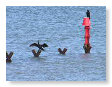 cormorant.SB6