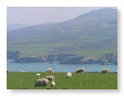 Dinas Island FG29