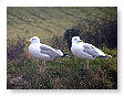 Seabirds.SB1