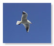 Seabirds.SB10