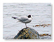 Seabirds.SB19