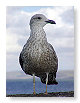 Seabirds.SB12