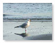 Seabirds.SB13