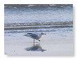 Seabirds.SB14