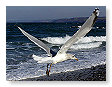 Seabirds.SB11