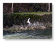Seabirds.SB15