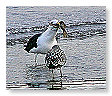 Seabirds.SB16