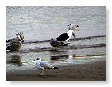 Seabirds.SB17