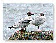 Seabirds.SB18