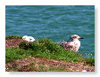 Seabirds.SB2